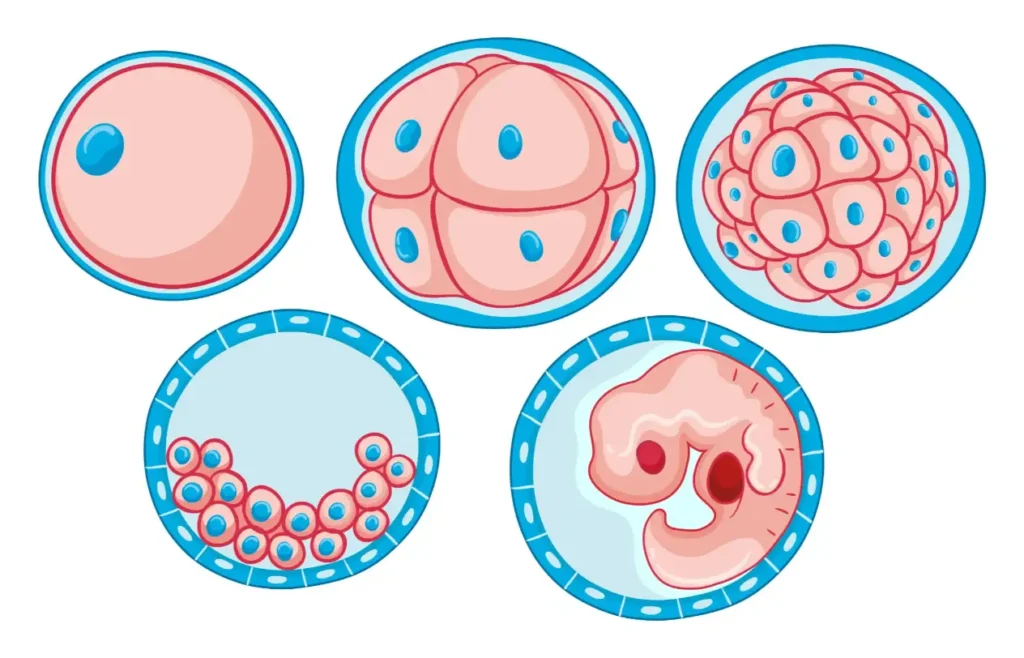 Embryo Transfer at Curific Health Care